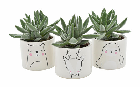 Tarantula + Glitter Winter Animals – 3er Set Ø6–8 cm