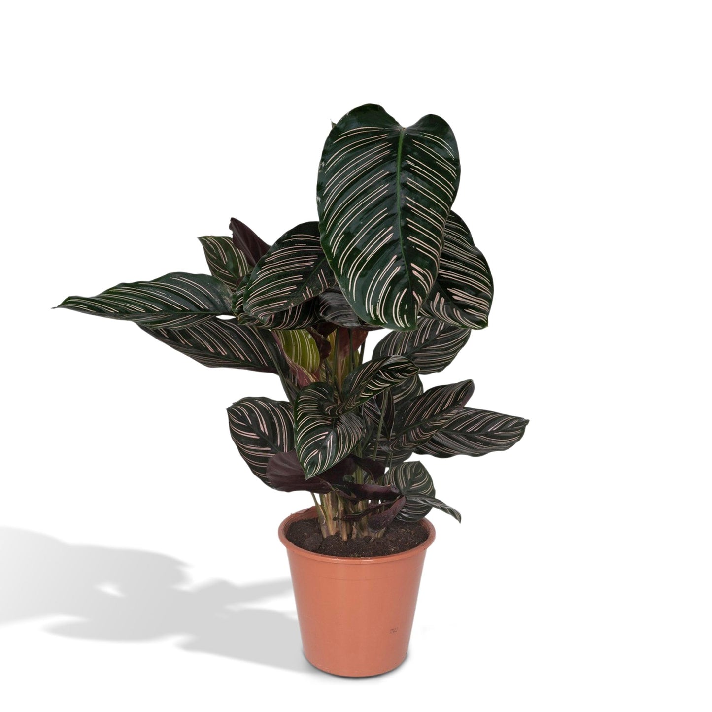 Calathea Ornata – Pflegeleichte Zimmerpflanze Ø19cm
