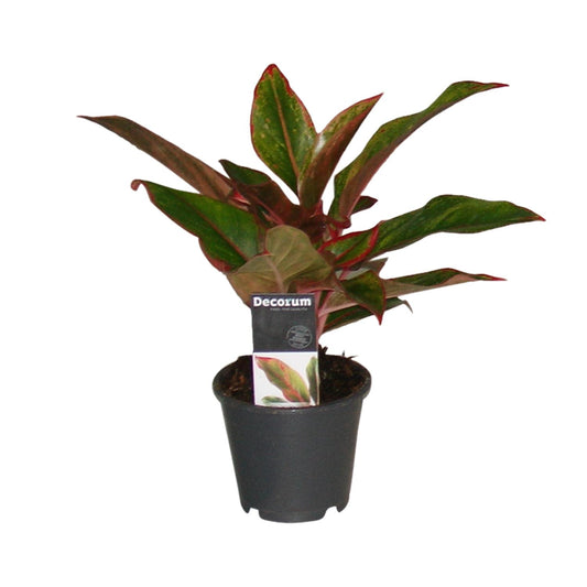 Aglaonema Crete – Pflegeleichte Zimmerpflanze Ø12cm