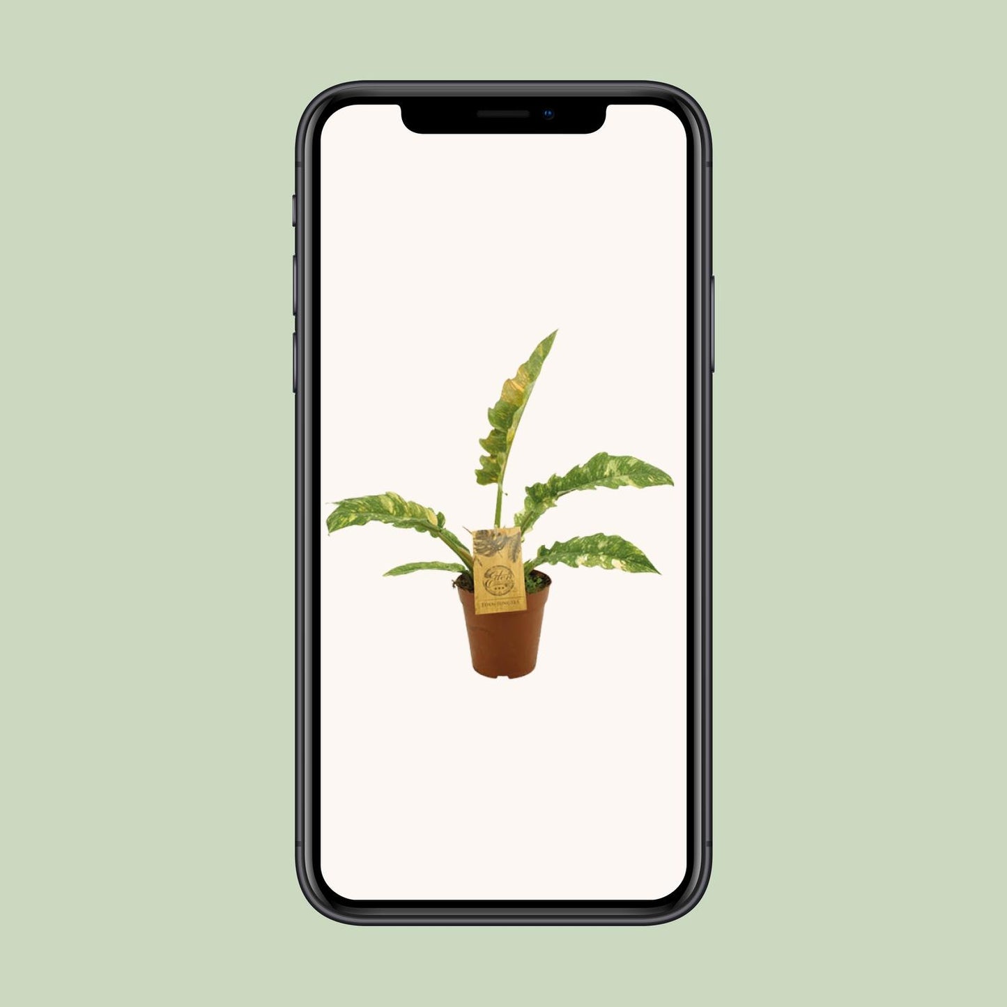 Philodendron Ring Of Fire – Pflegeleichte Zimmerpflanze Ø15cm