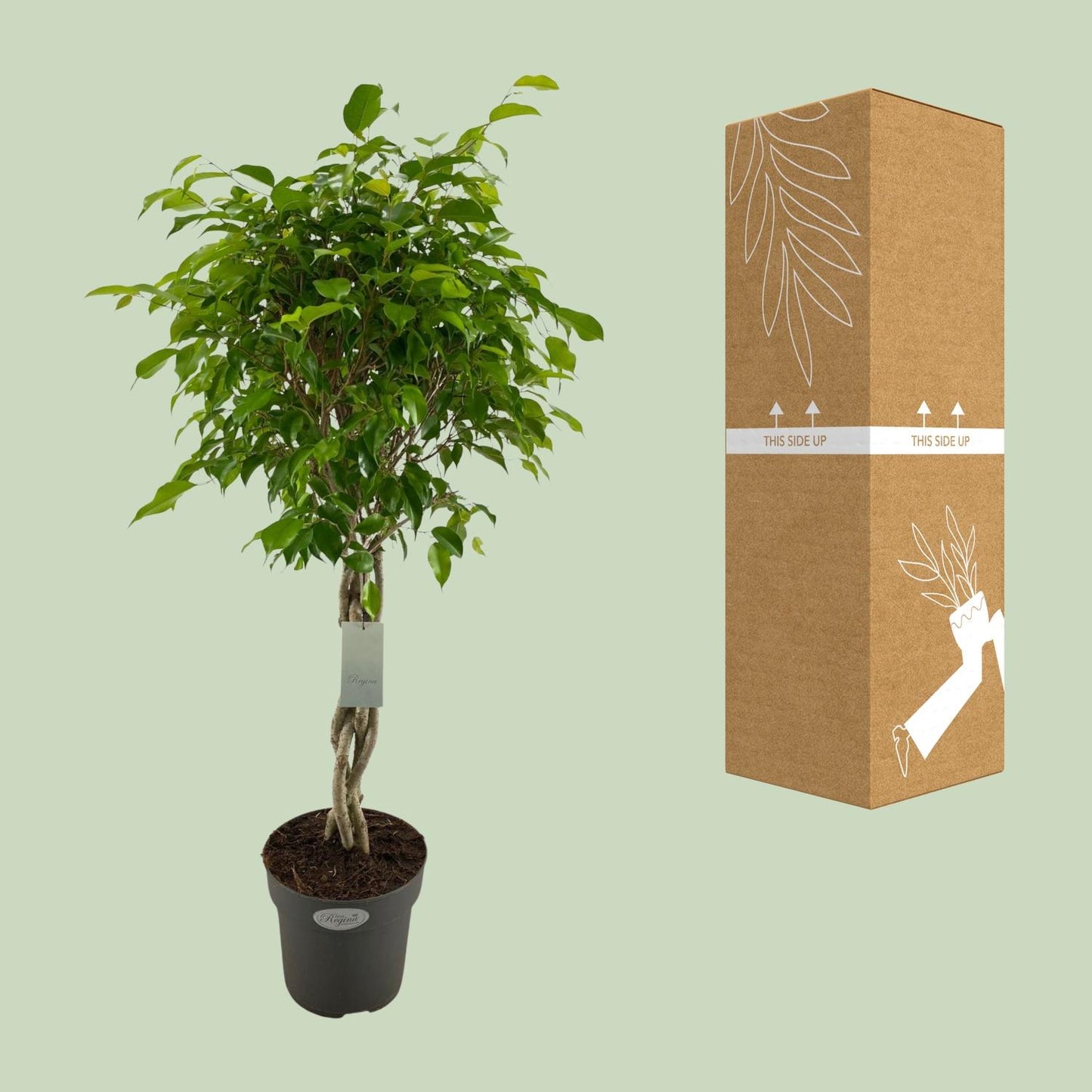 Ficus Benjamina Exotica Geflechtstamm Ø24cm, ca. 100cm hoch