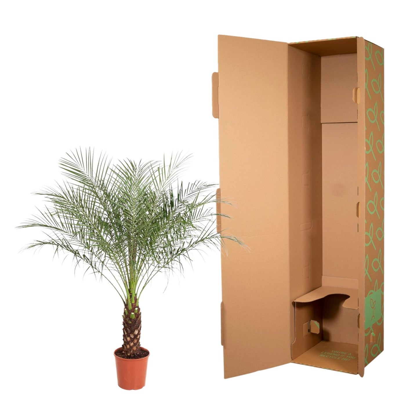Phoenix Roebelenii – Kanarische Dattelpalme 190 cm