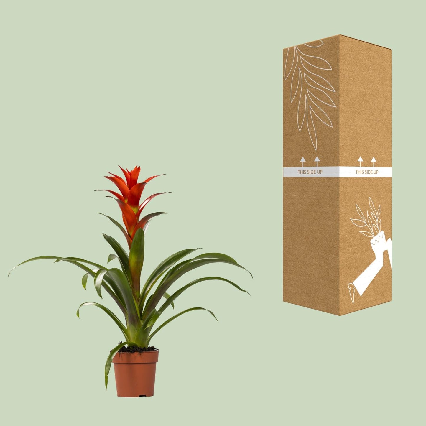 Guzmania Ostara – Exotische, pflegeleichte Zimmerpflanze Ø12cm