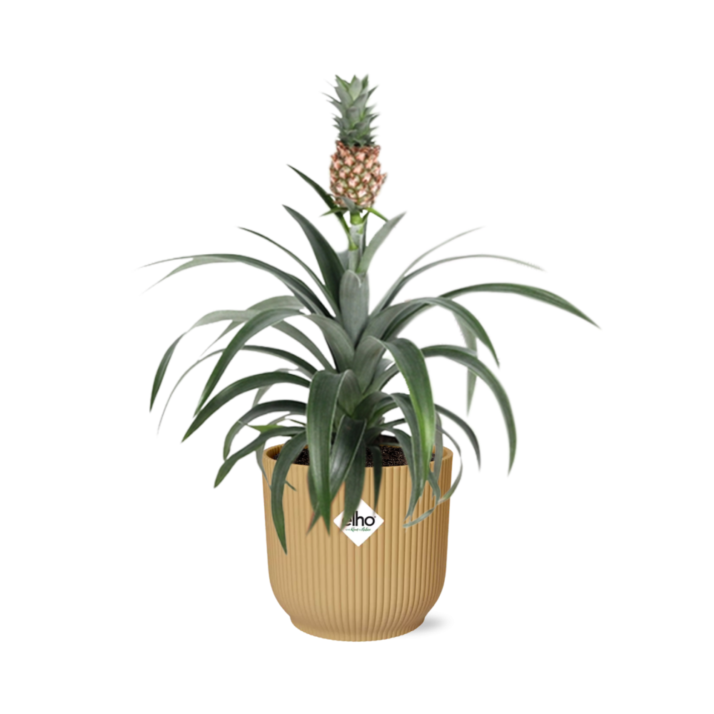 Ananas Mi Amigo in ELHO Vibes Fold 14cm Gelb – Tropische Zimmerpflanze