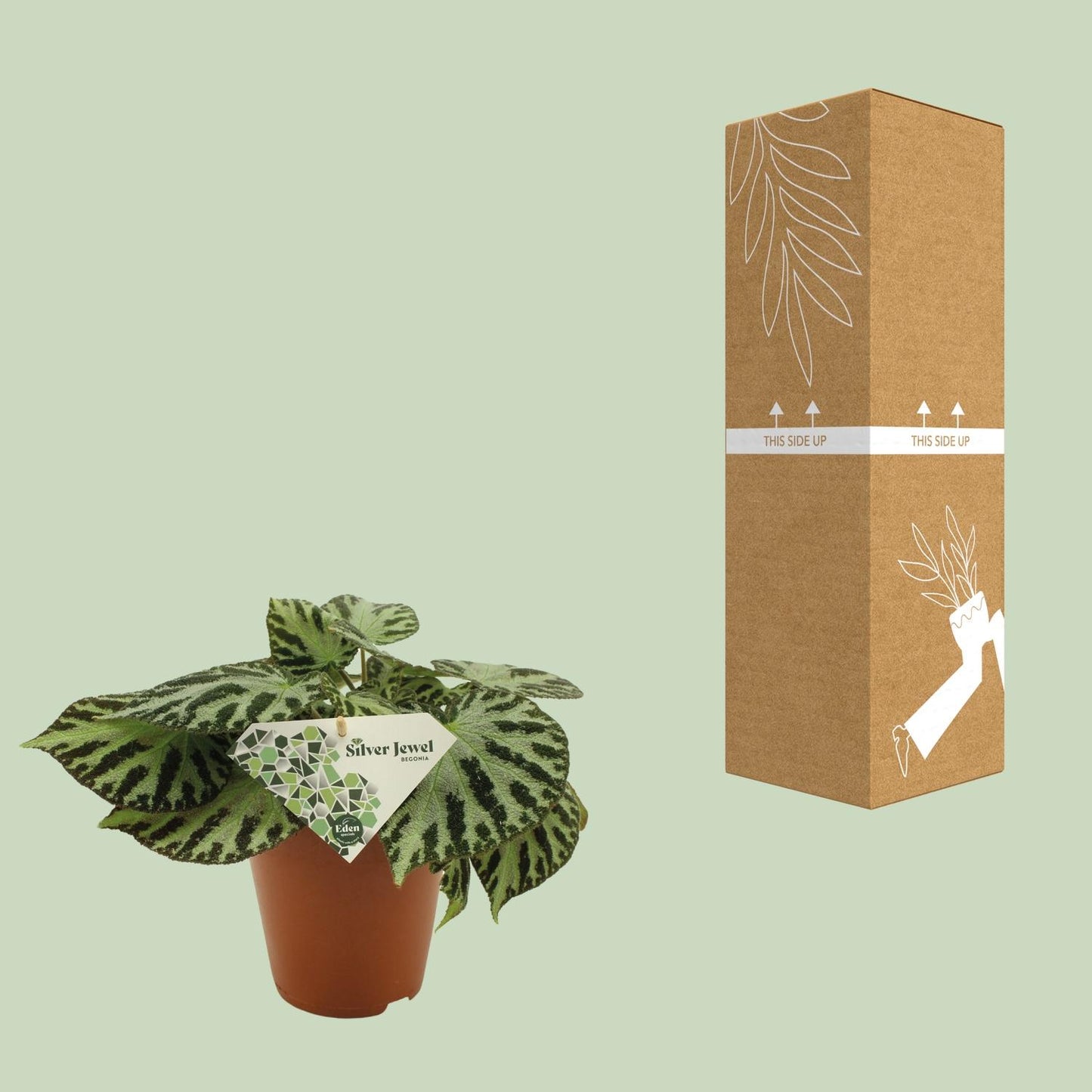 Begonia Silver Jewell – Pflegeleichte Zimmerpflanze Ø15 cm