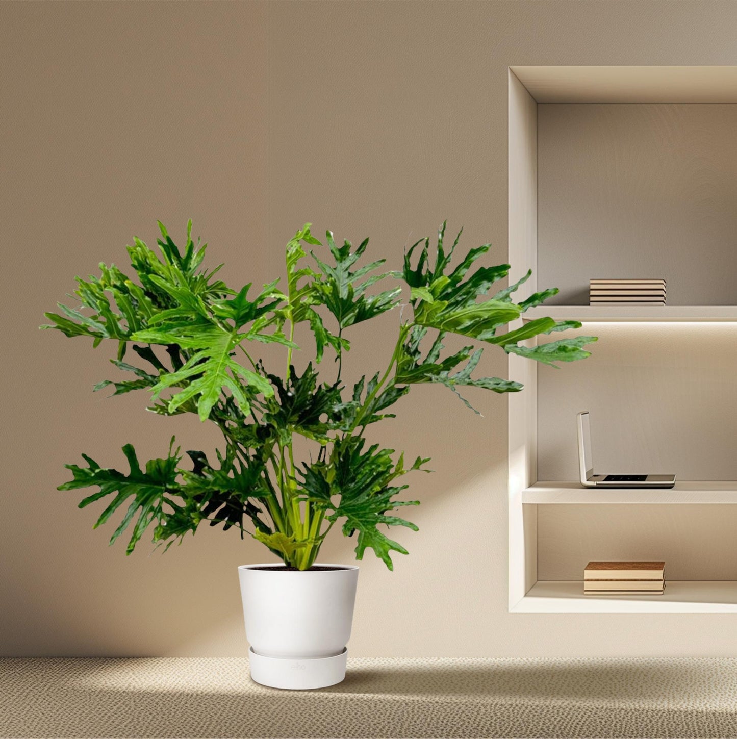 Philodendron Selloum – Pflegeleichte Tropische Zimmerpflanze 100 cm