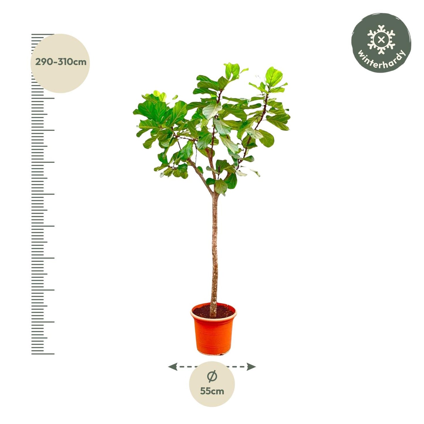 Ficus Lyrata XXL – Geigenfeige 270 cm, ø45 cm