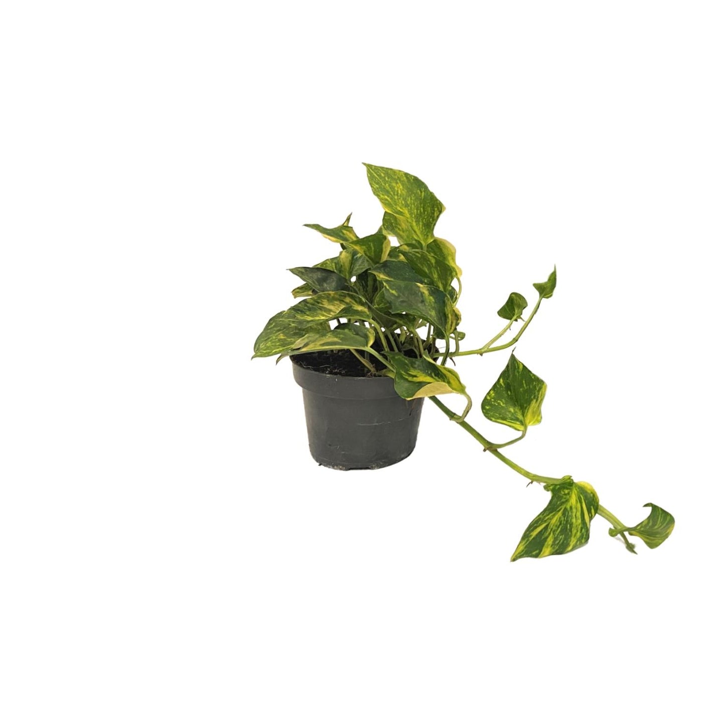 Scindapsus N'joy Gold – Pflegeleichte Zimmerpflanze Ø12cm