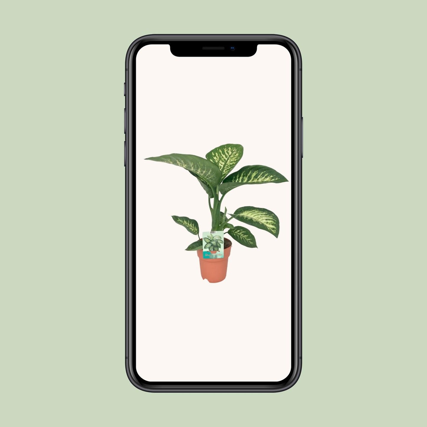Dieffenbachia Seguine Tropic Snow Ø19cm – Pflegeleichte Zimmerpflanze
