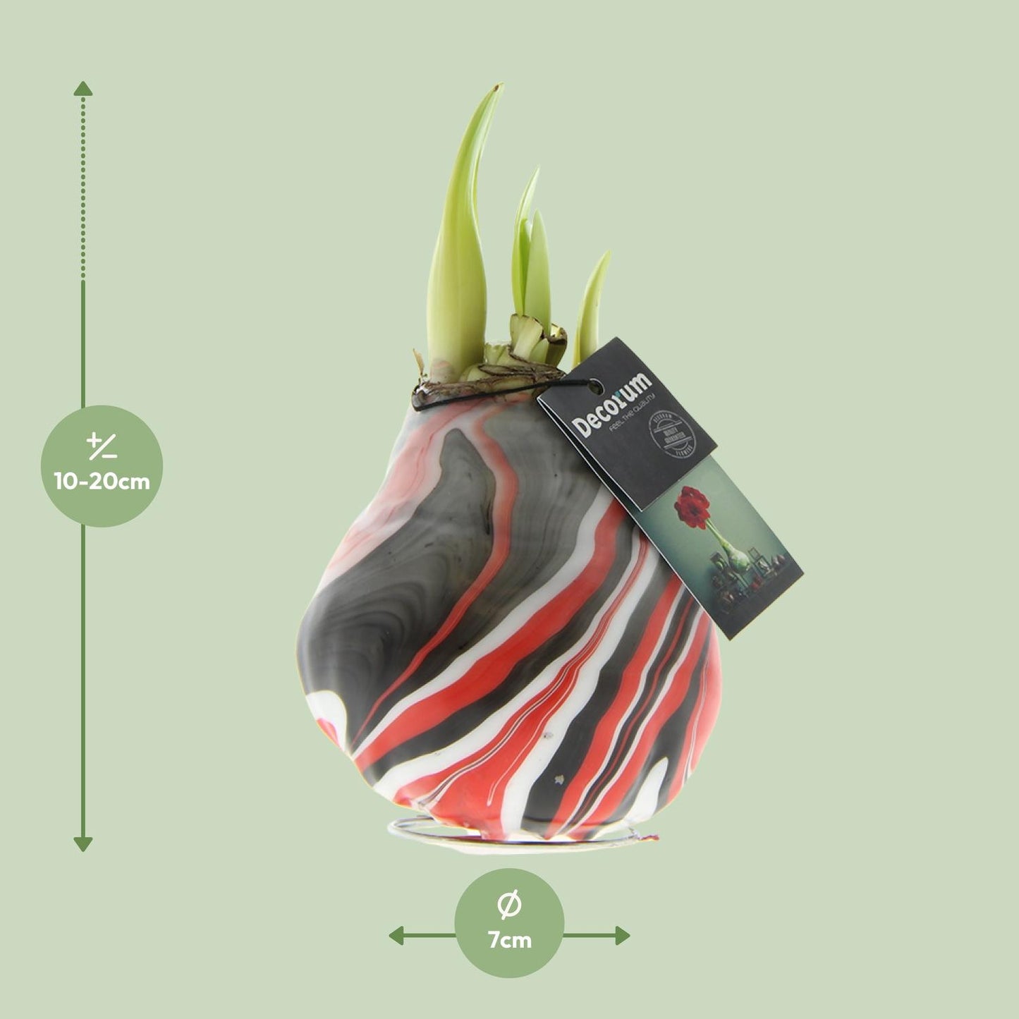 Amaryllis Hippeastrum ‚Earth Red‘ – Pflegeleichte Zimmerpflanze Ø15cm