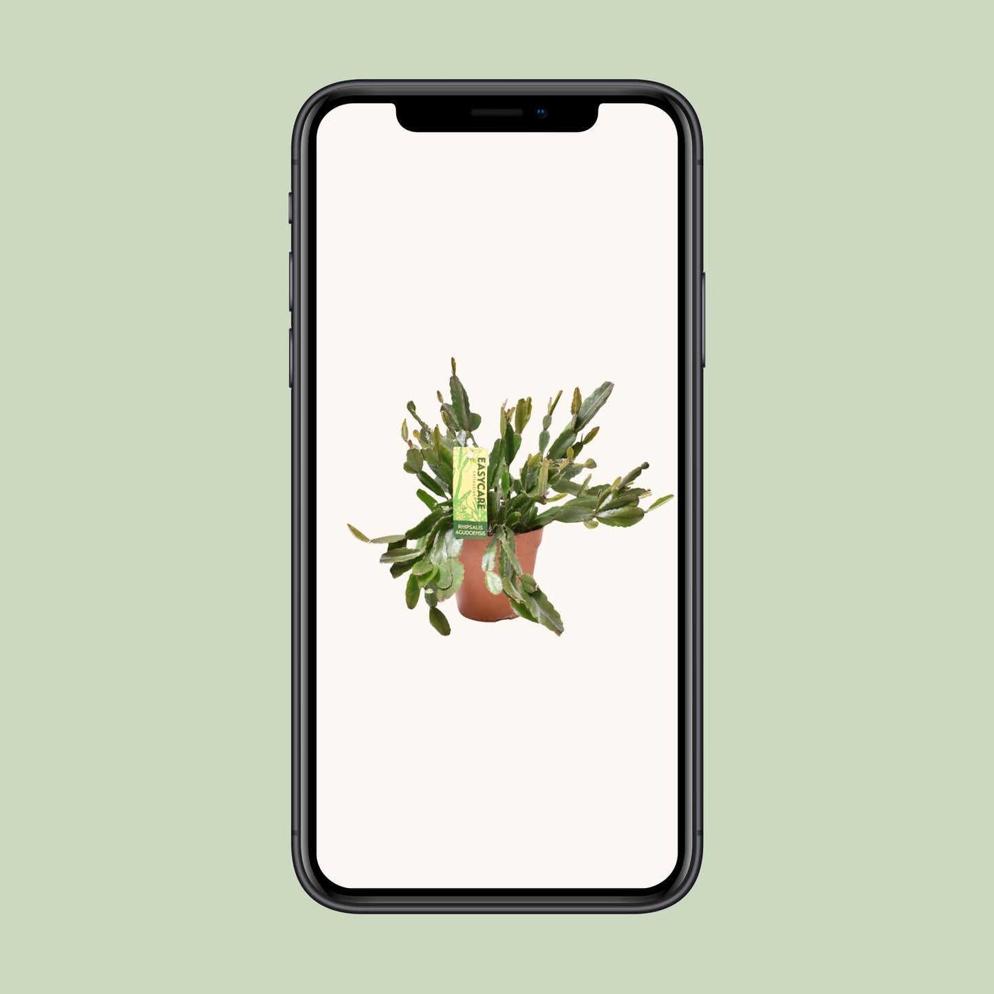 Rhipsalis Agudoensis – Pflegeleichte tropische Zimmerpflanze Ø12 cm