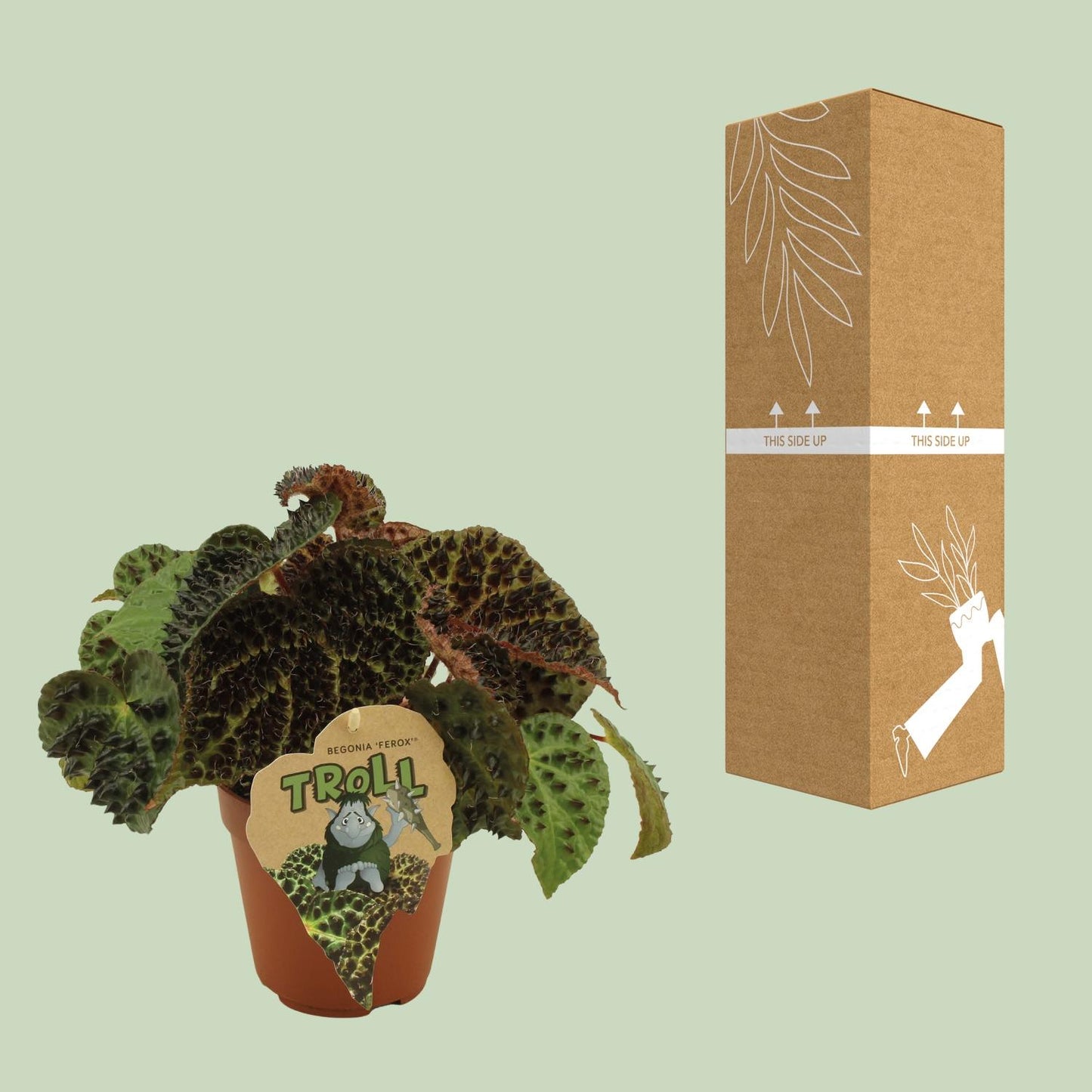 Begonia Rex Ferox – Pflegeleichte Zimmerpflanze Ø12 cm