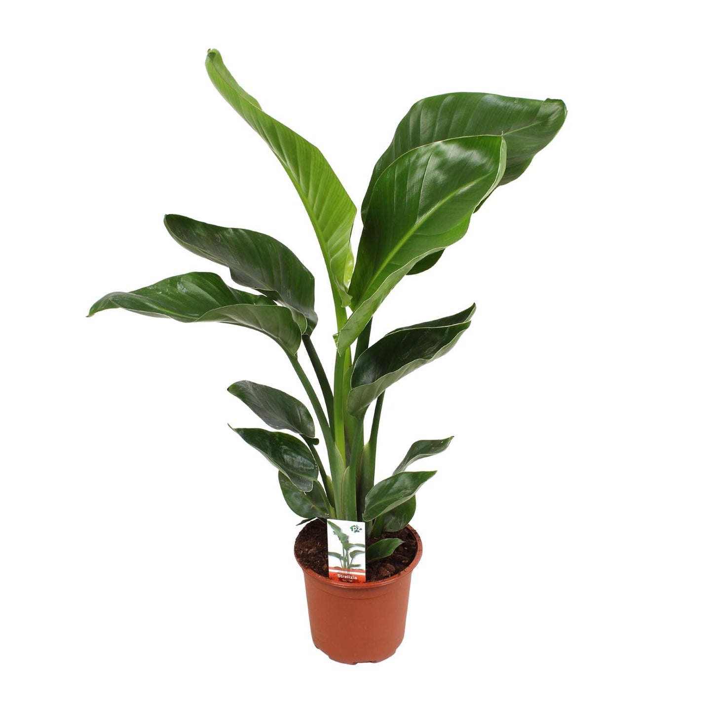 Strelitzia Nicolai – Exotische Paradiesvogelblume Ø17cm