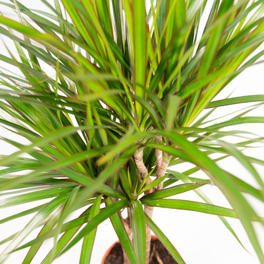 2x Dracaena Zimmerpflanzen – 90 cm, Ø 17 cm, pflegeleicht
