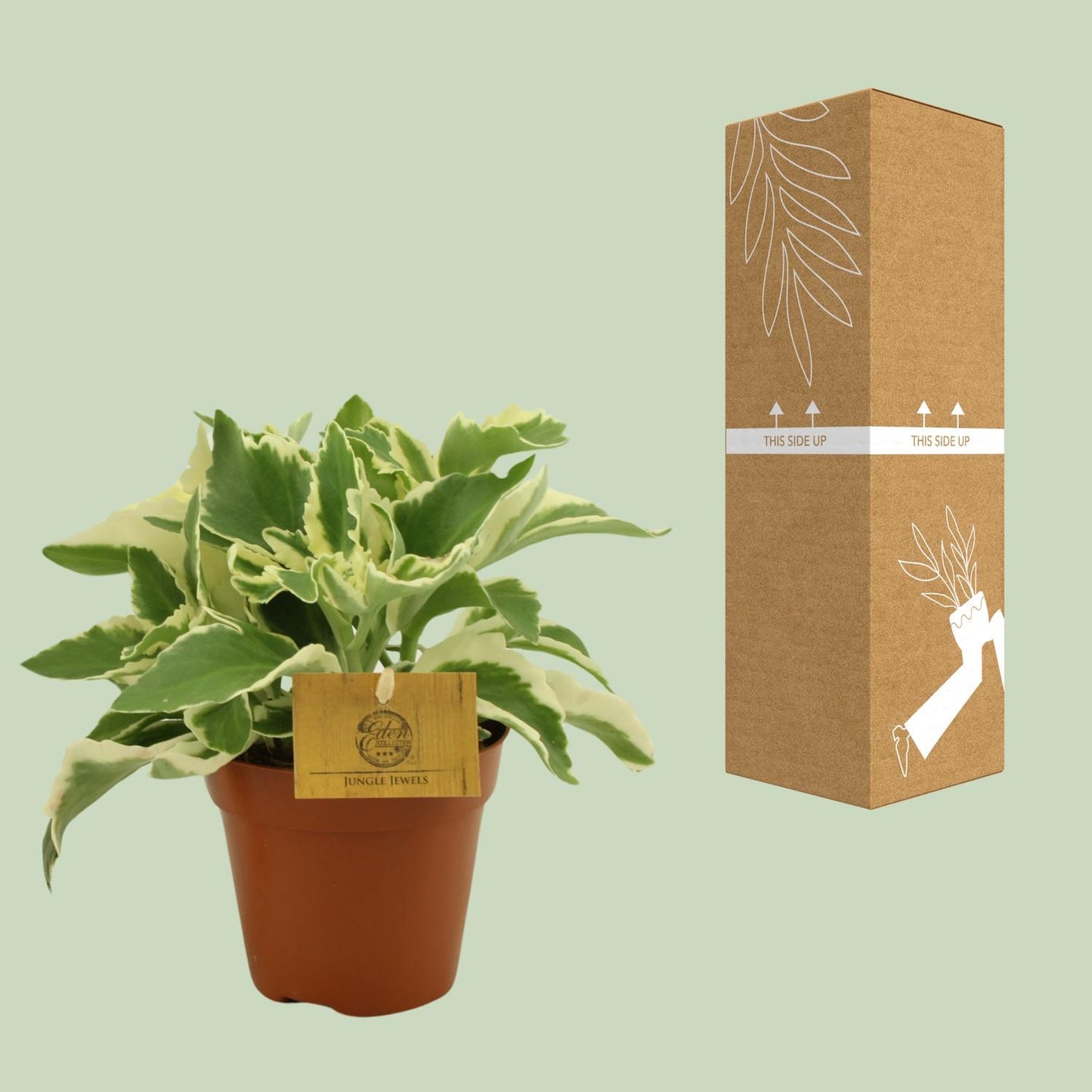 Kalanchoe Laciniata – Pflegeleichte Zimmerpflanze Ø12 cm