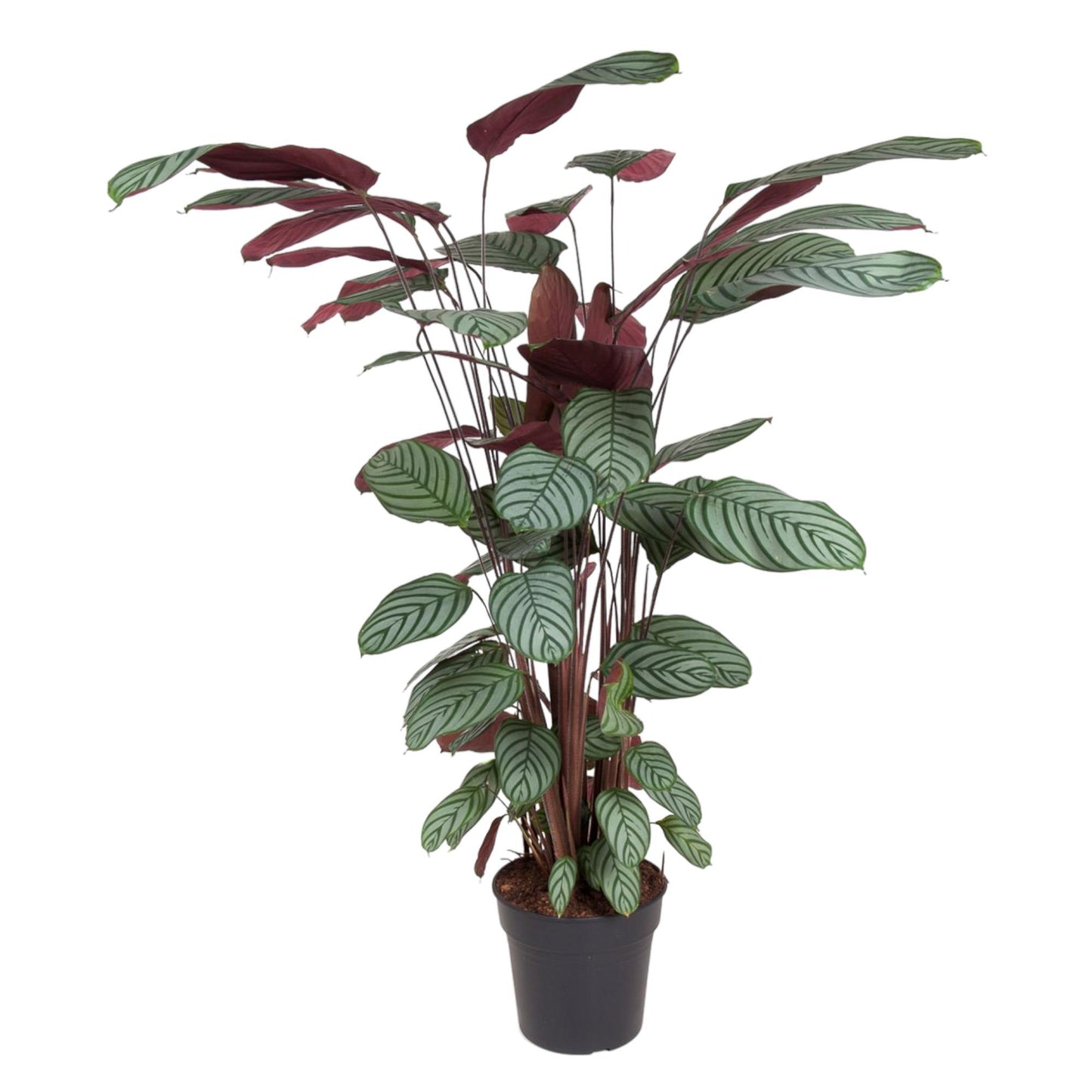 Calathea Oppenheimiana – pflegeleichte Zimmerpflanze 130 cm