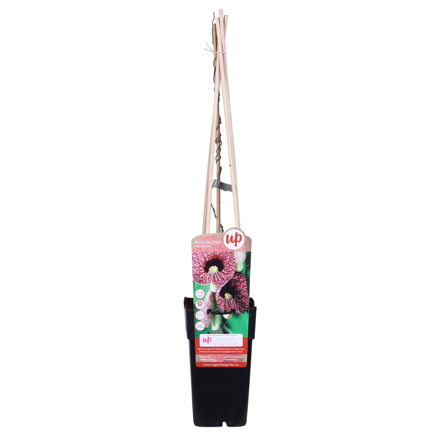 Pfeifenwinde – robuste Kletterpflanze Ø15cm, 65cm hoch