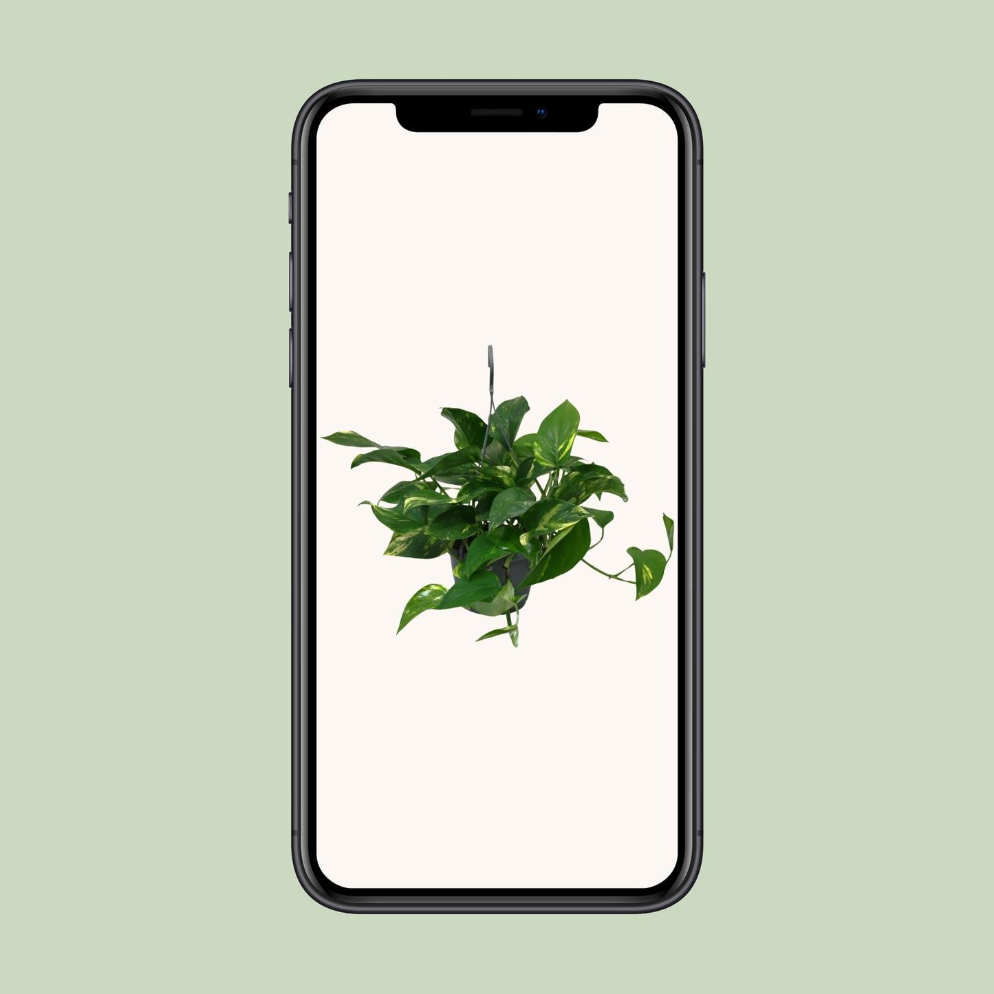 Scindapsus Epipremnum – Pflegeleichte Zimmerpflanze Ø15cm