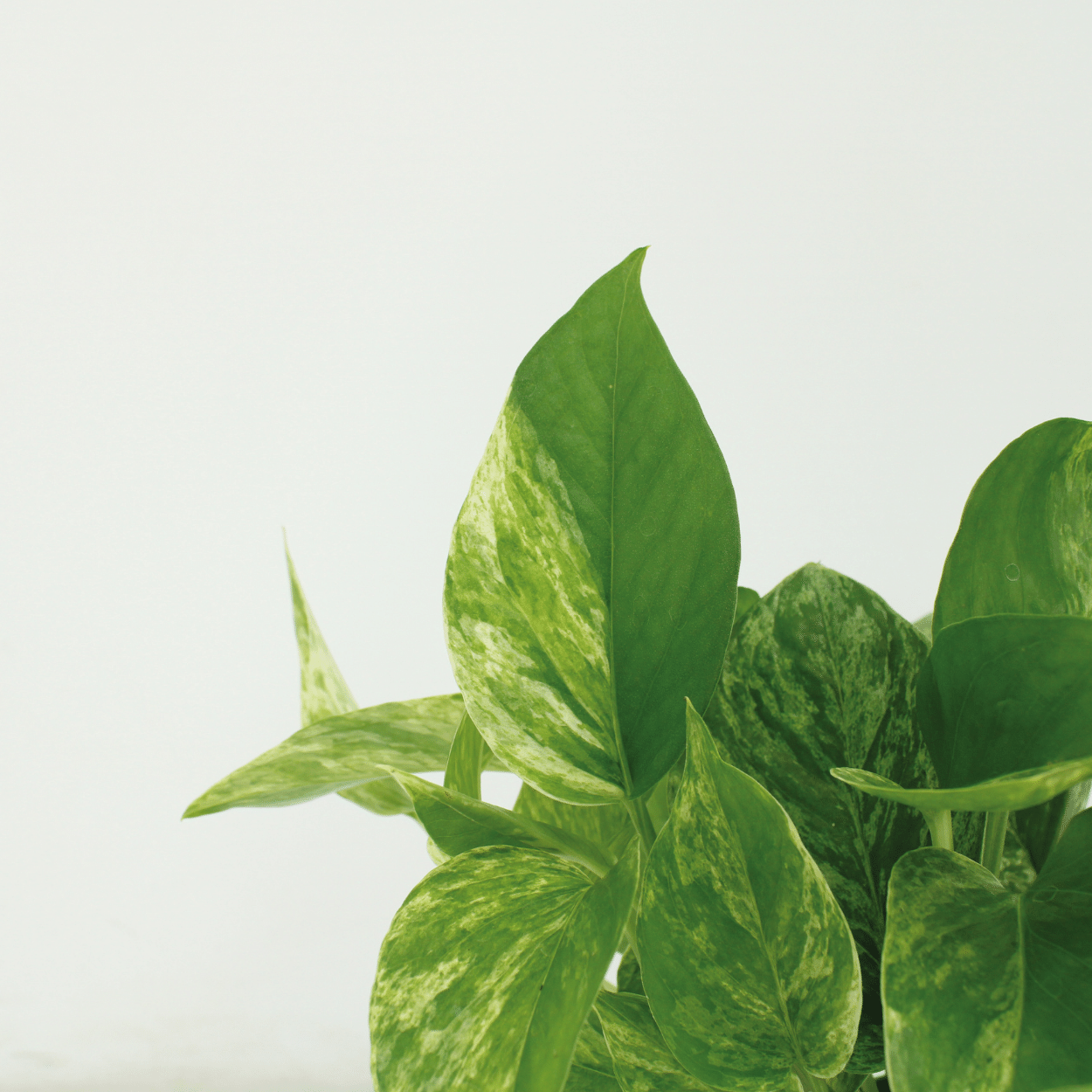Epipremnum Marble Queen – 4er Set Ø12cm – Pflegeleichte Zimmerpflanze