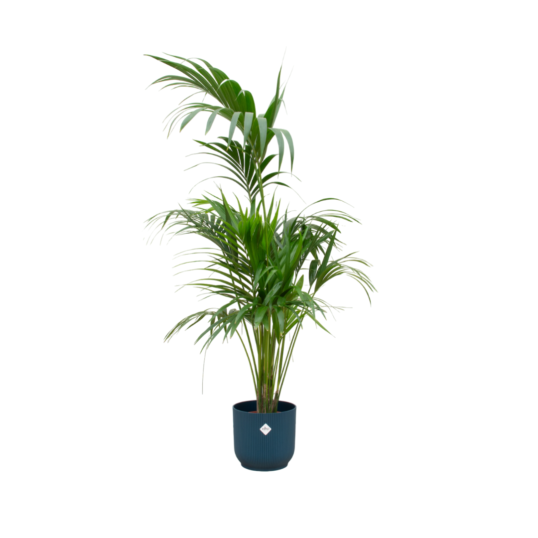 Kentia-Palme mit Elho Vibes Fold Round Topf Ø30 cm, 180 cm