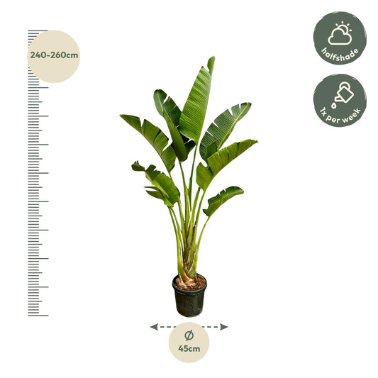 Strelitzia Augusta – 250 cm – Ø 45 cm Weiße Paradiesvogelblume