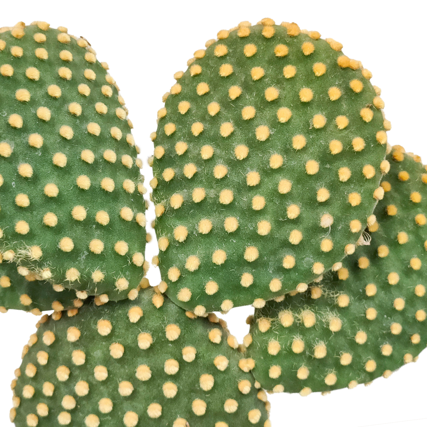 Opuntia microdasys – Pflegeleichter Zimmerkaktus 17 cm