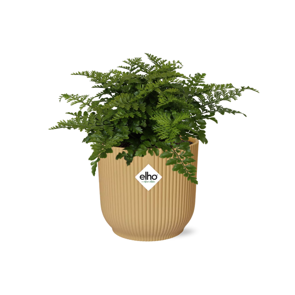 Asplenium Parvati – Pflegeleichte luftreinigende Zimmerpflanze im ELHO Vibes Fold Topf 14cm Gelb