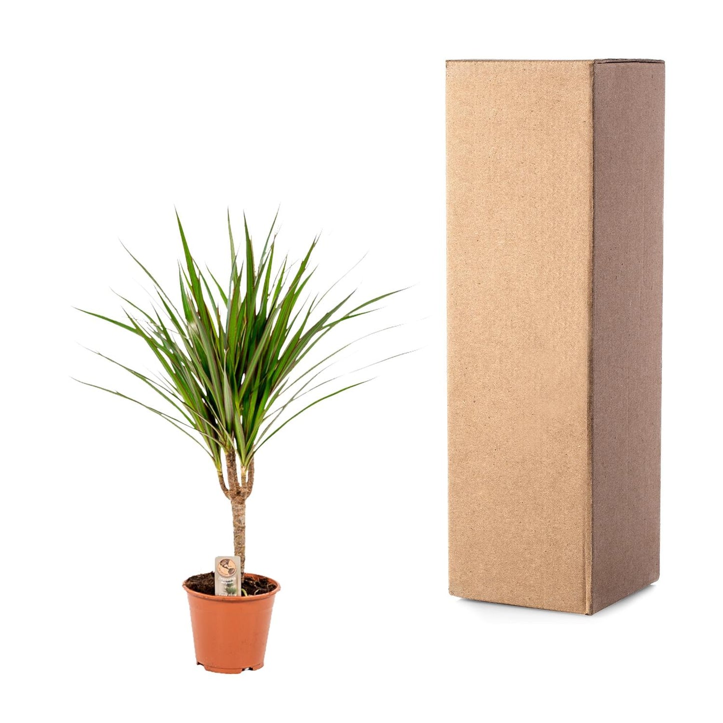 Dracaena Marginata – Pflegeleichter Drachenbaum Ø14cm