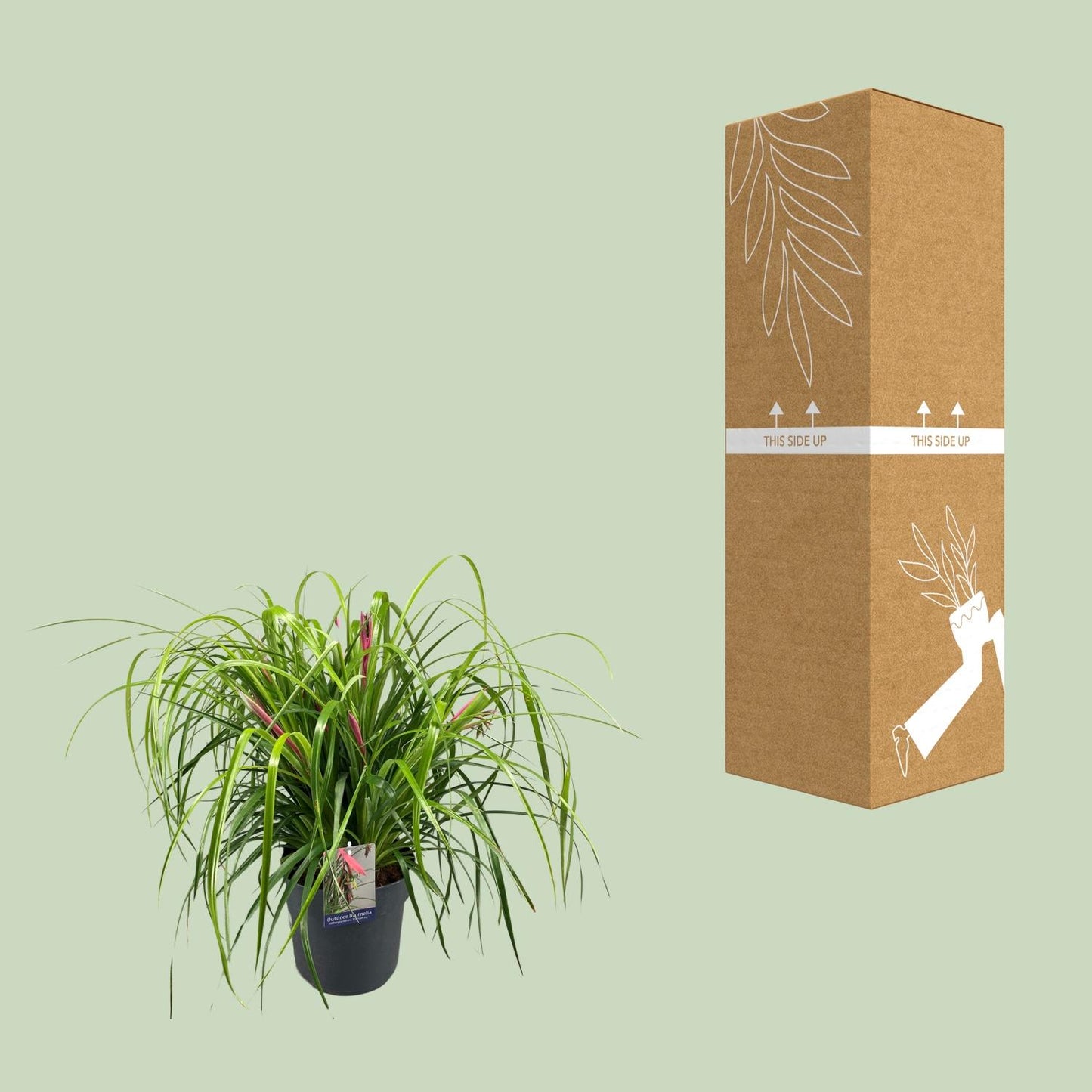 Königin der Tränen – Pflegeleichte Zimmerpflanze Ø24cm, 70cm hoch