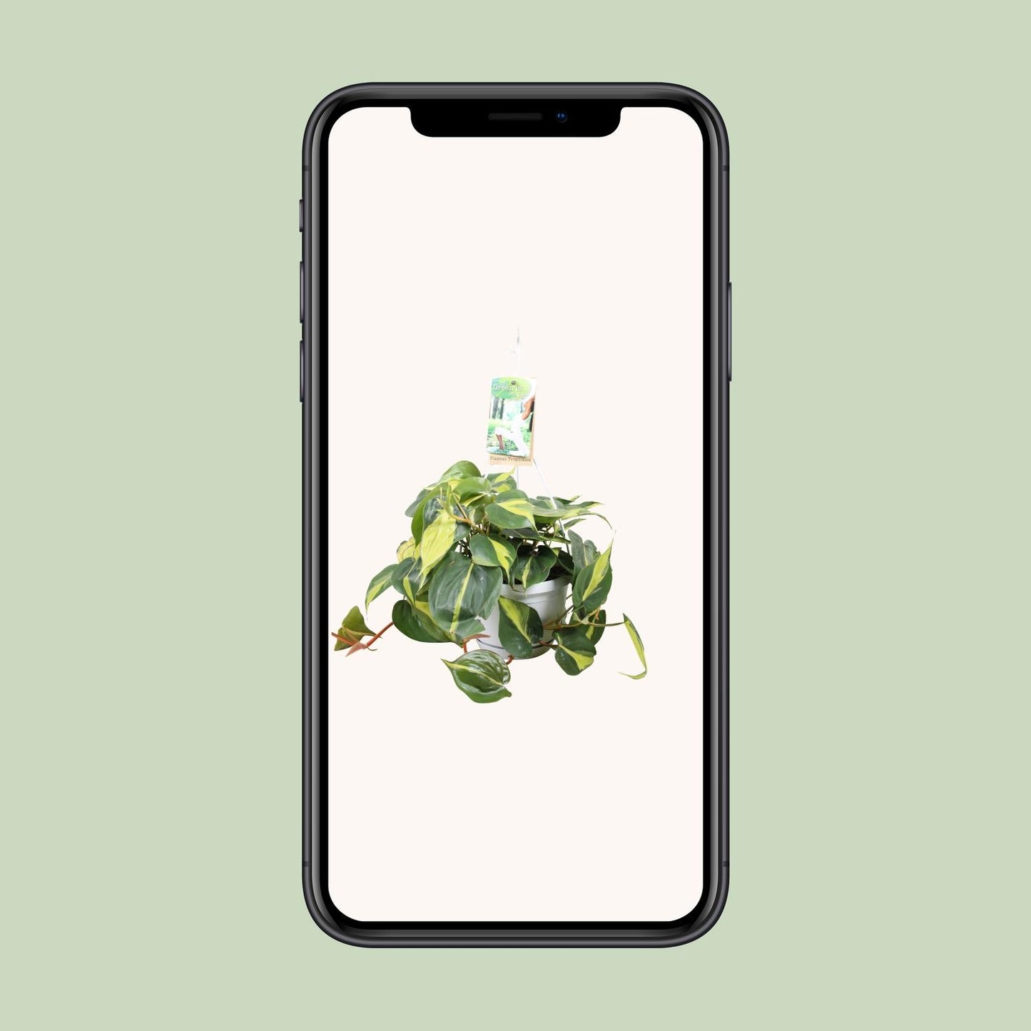 Philodendron Brasil – Pflegeleichte Zimmerpflanze Ø17cm
