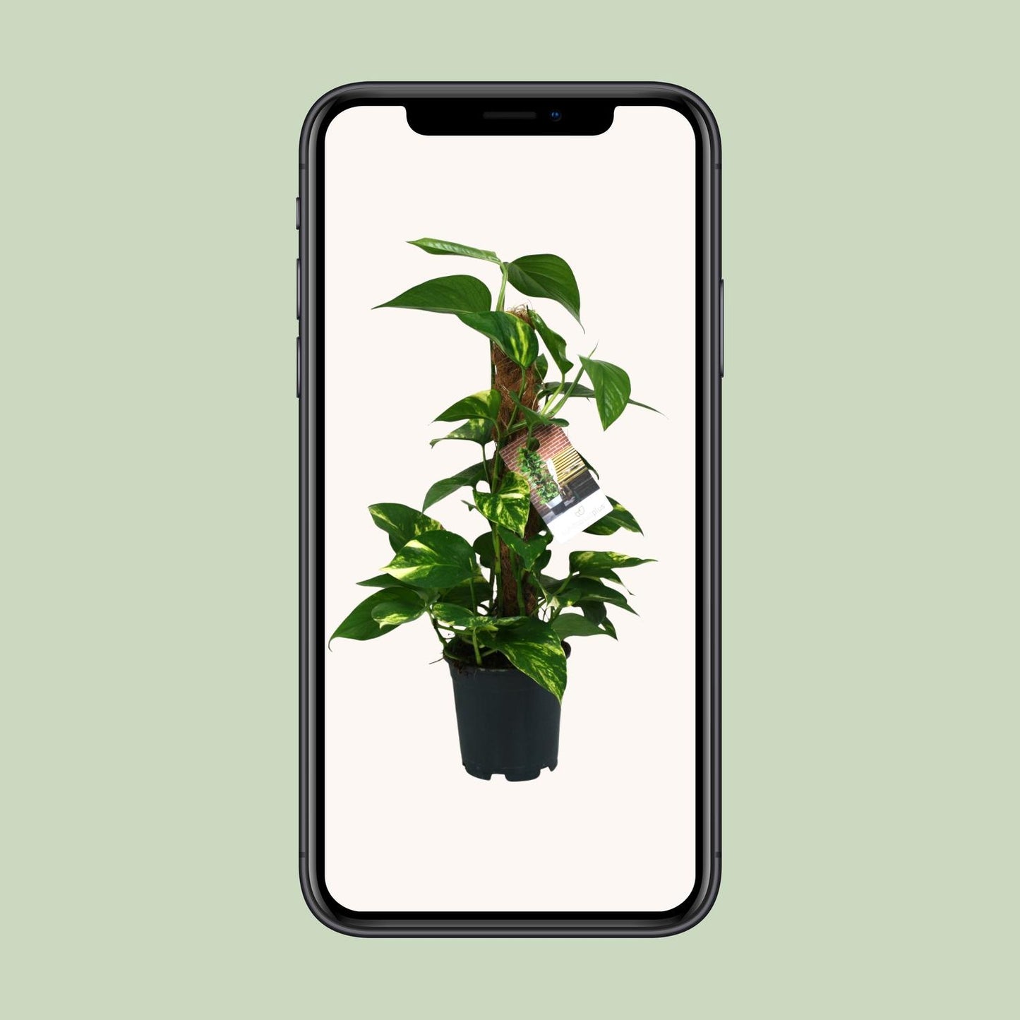 Scindapsus Epipremnum – Pflegeleichte Zimmerpflanze Ø15cm