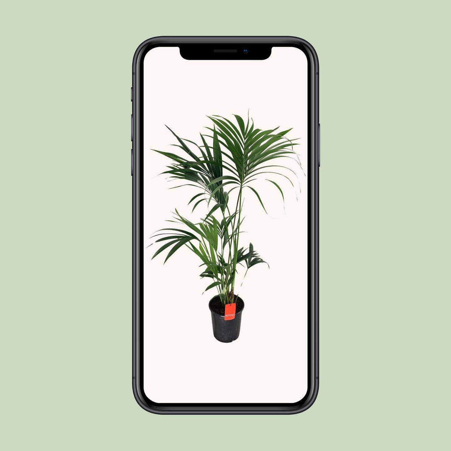 Kentia-Palme (Howea Forsteriana) Ø24cm, 130cm hoch