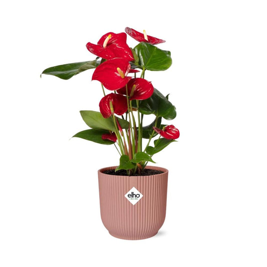 Anthurium Red 12cm in ELHO Vibes Fold 14cm rosa – Tropische Eleganz für Ihr Zuhause