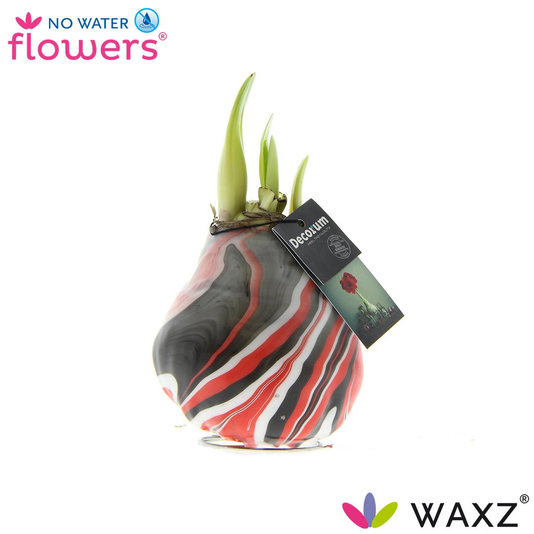 Amaryllis Hippeastrum ‚Earth Red‘ – Pflegeleichte Zimmerpflanze Ø15cm