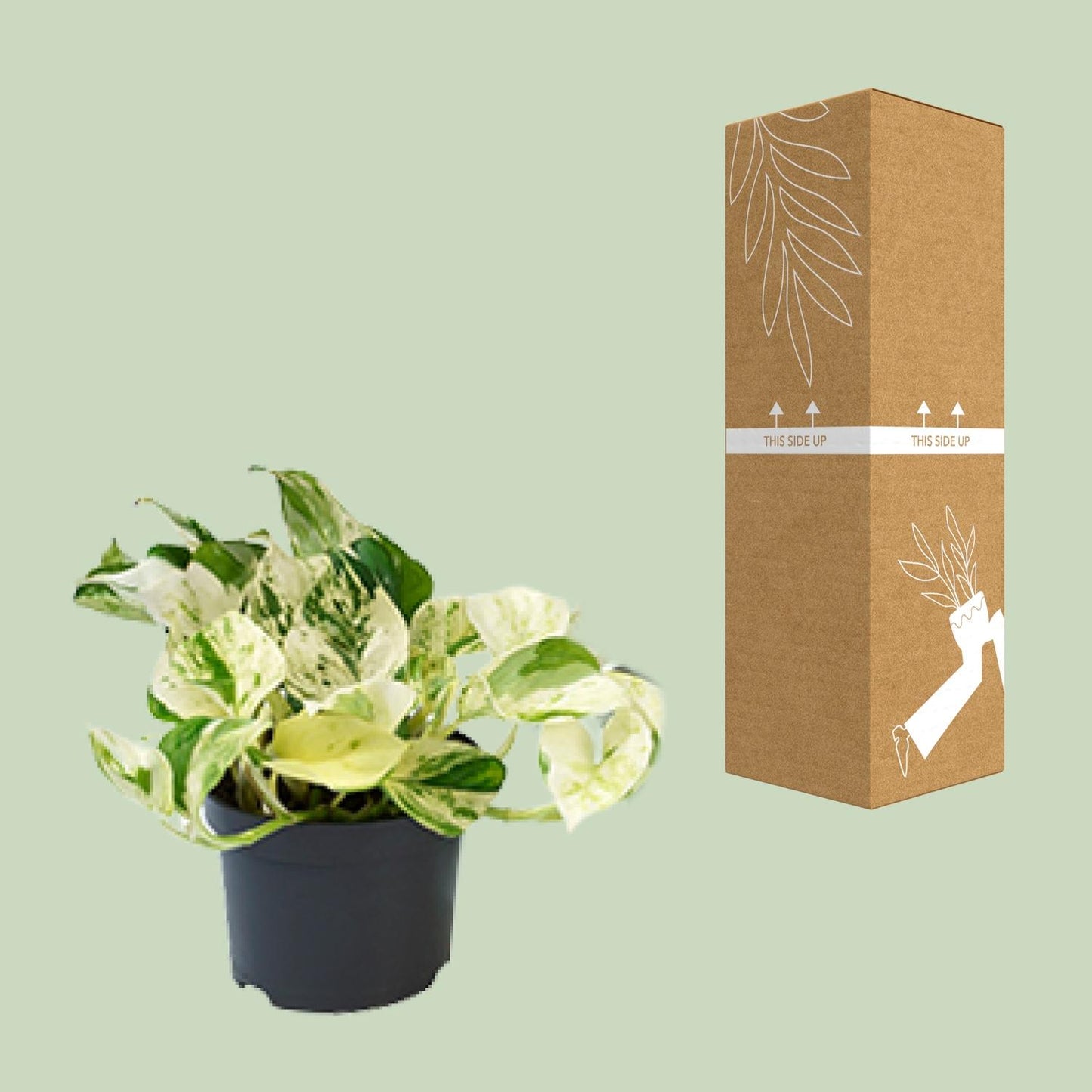 Epipremnum Happy Leaf – Pflegeleichte Zimmerpflanze Ø12cm