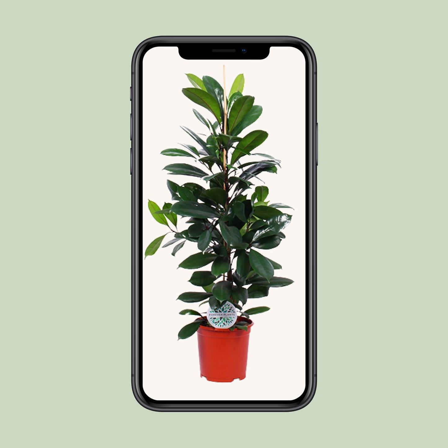 Ficus Cyathistipula – Tropische Zimmerpflanze Ø21cm