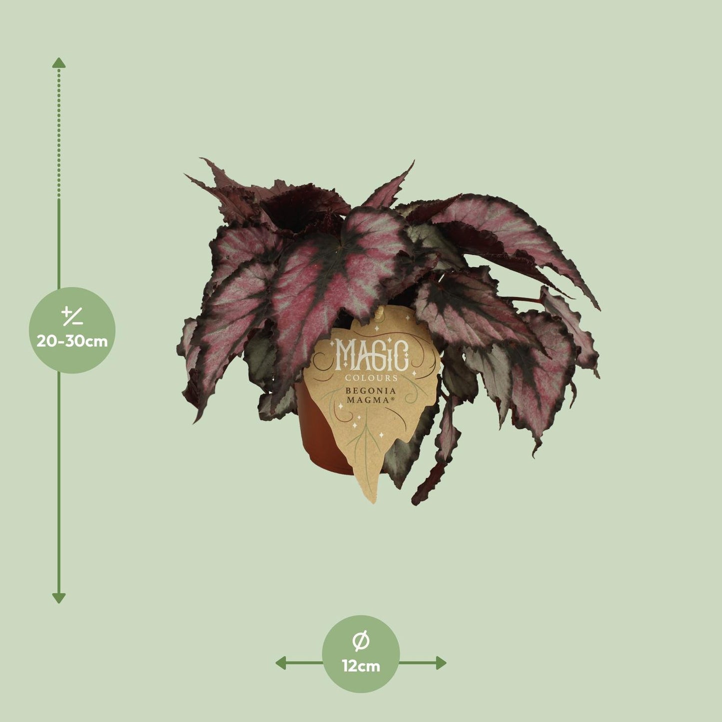 Begonia Rex Magma – Exotische Königs-Begonie 12cm Topf