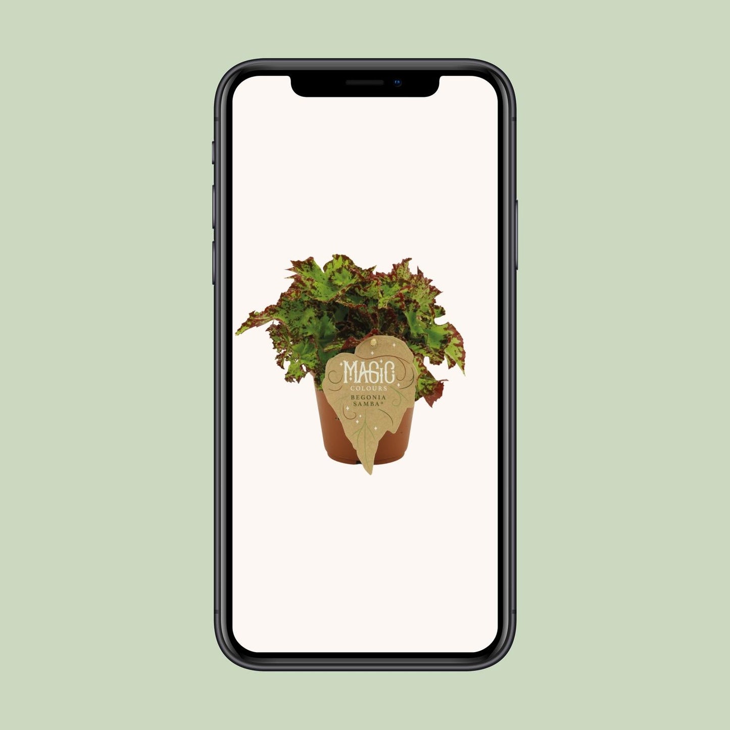 Begonia Rex Samba – Bunte, pflegeleichte Zimmerpflanze Ø12 cm