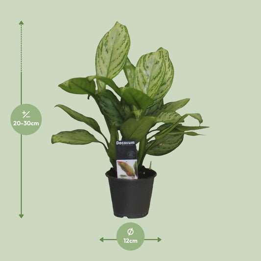 Aglaonema Christina – Pflegeleichte Luftreiniger-Pflanze Ø12cm