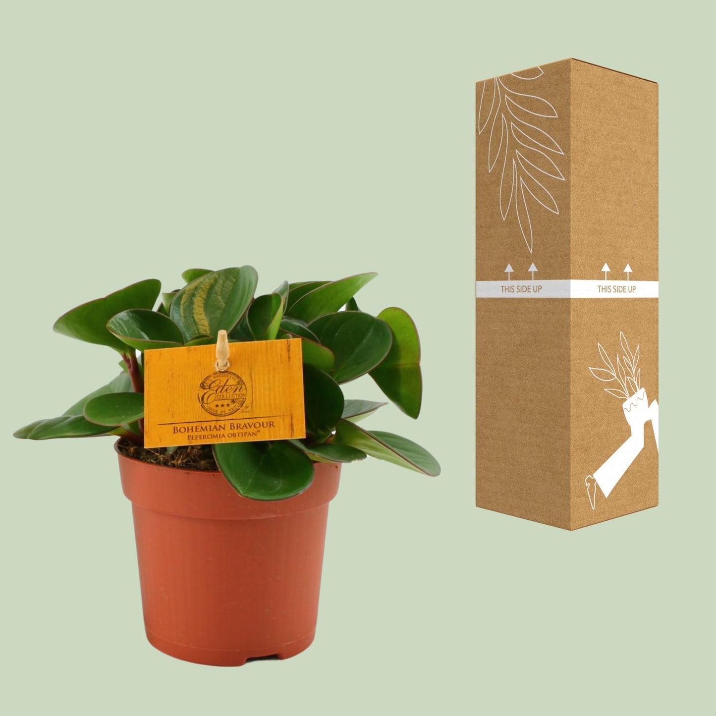 Peperomia Obtipan – Pflegeleichte Zimmerpflanze Ø11cm