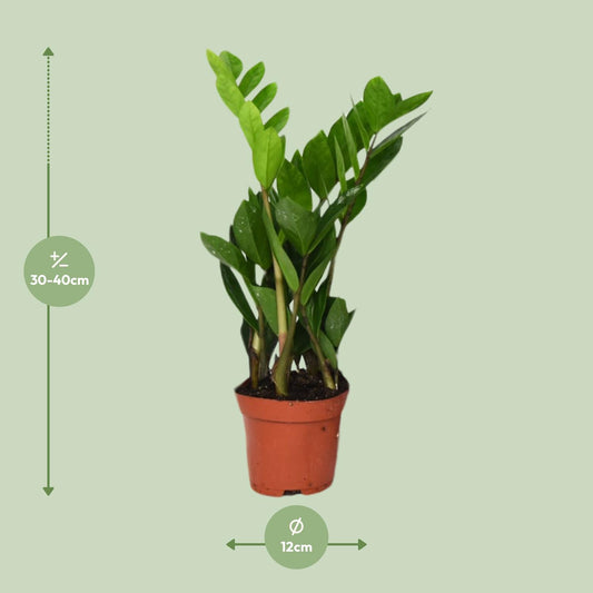 Zamioculcas Zamiifolia – Pflegeleichte ZZ-Pflanze Ø12cm