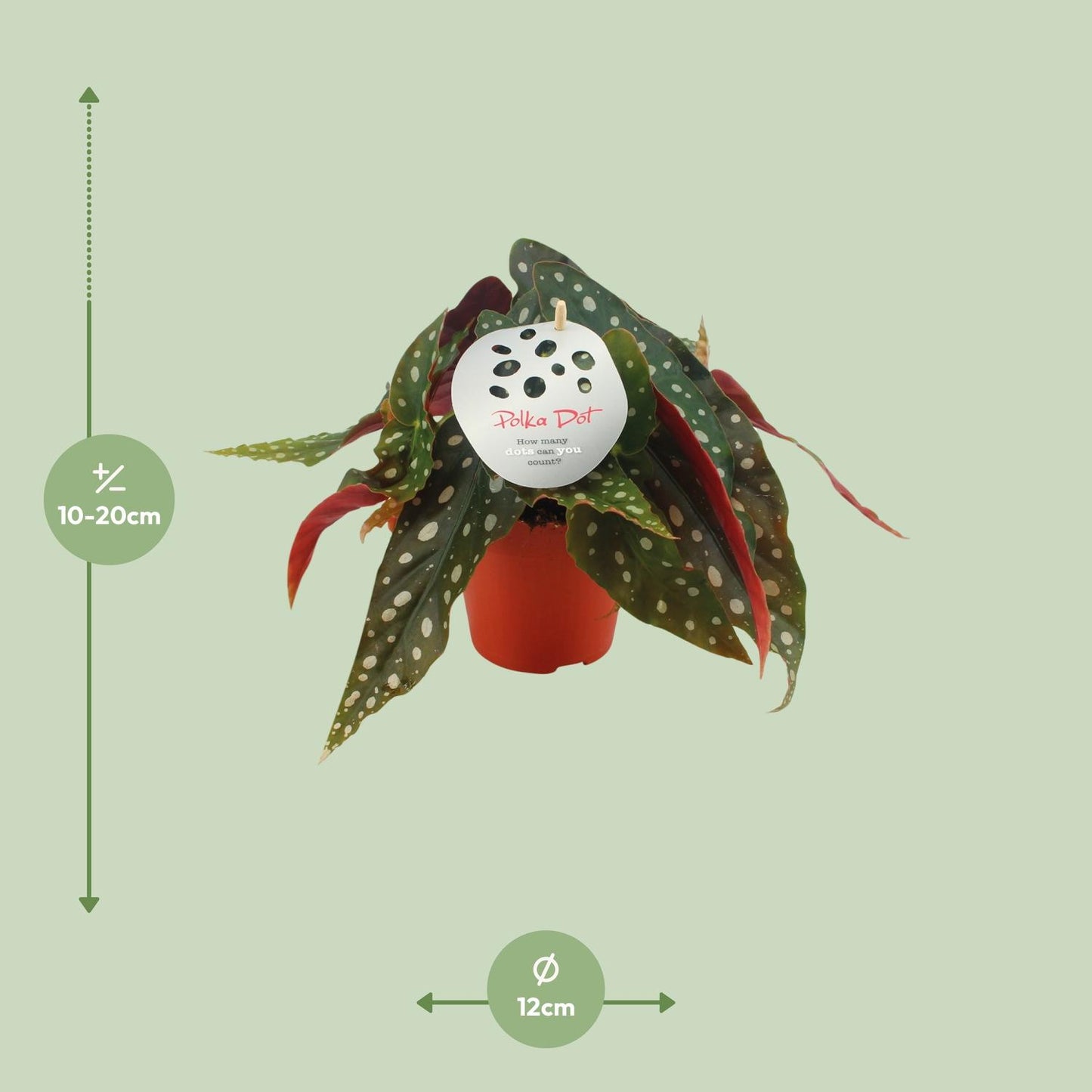 Begonie Maculata – Gepunktete Königsbegonie Ø12cm