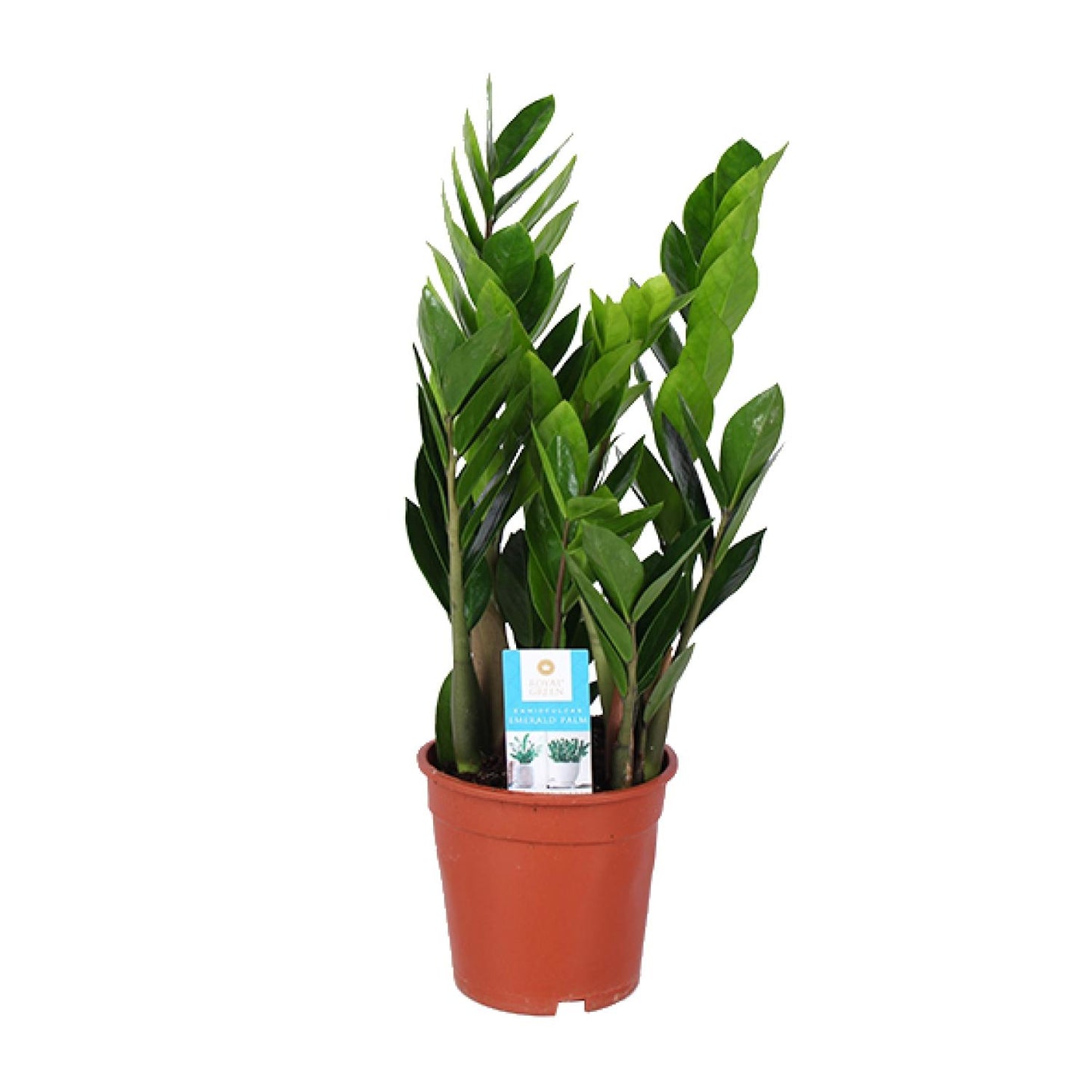 Zamioculcas Zamiifolia – Pflegeleichte Zimmerpflanze Ø17cm