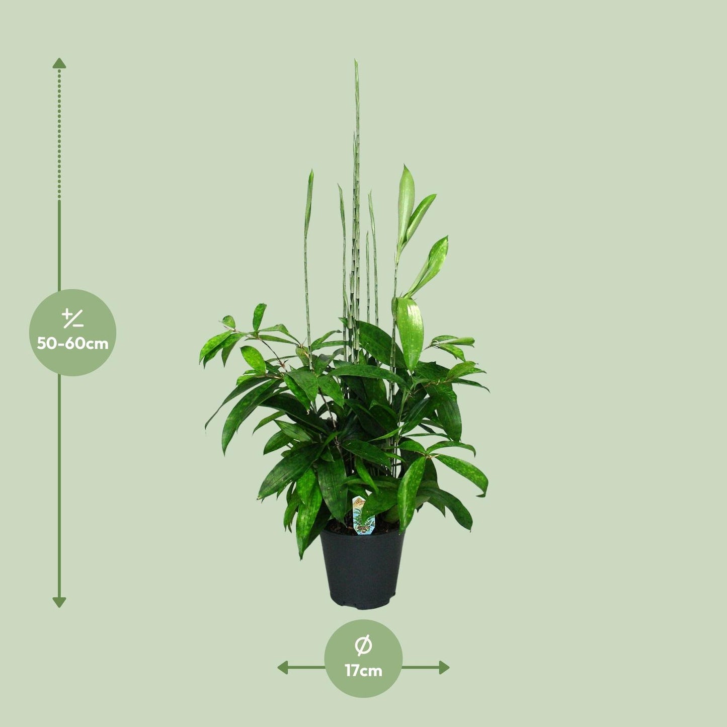 Dracaena Surculosa – Pflegeleichter Drachenbaum Ø17cm