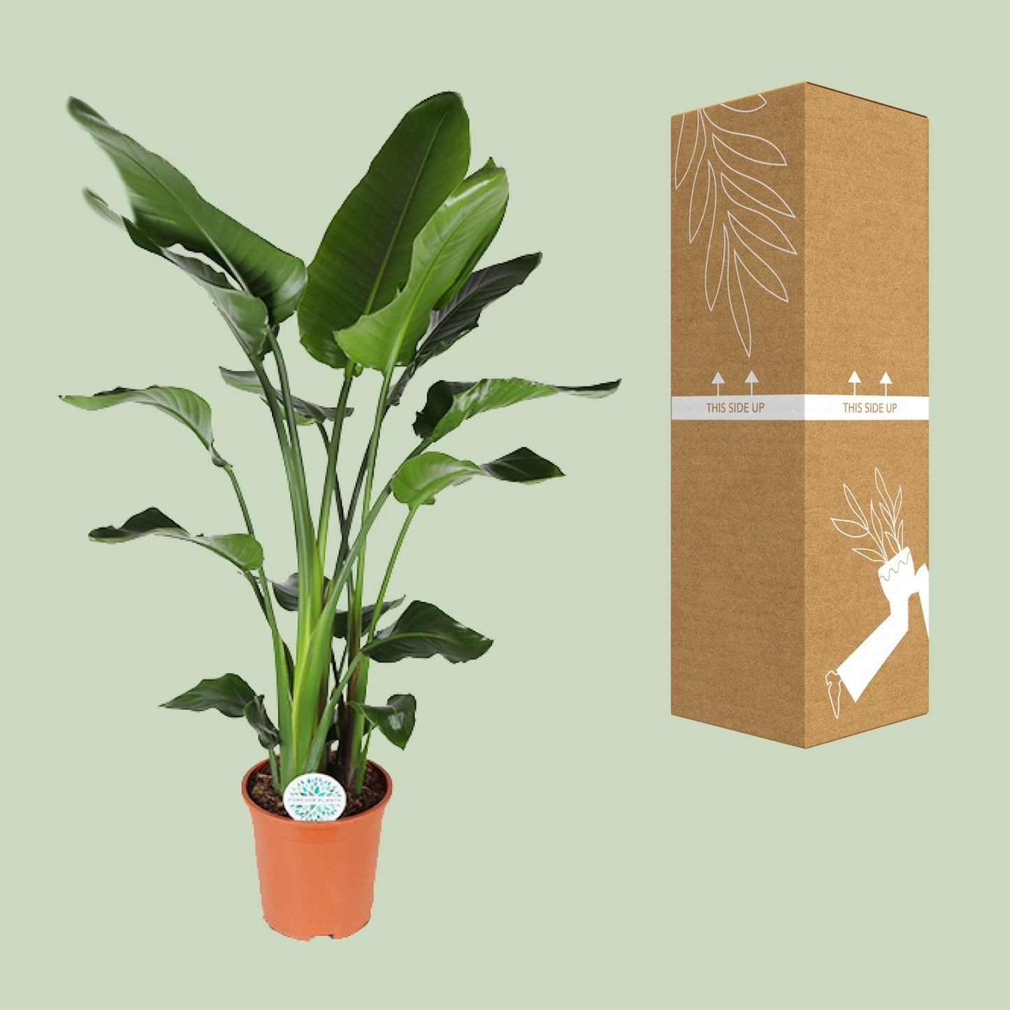Strelitzia Nicolai – Exotische Paradiesvogelblume Ø27cm