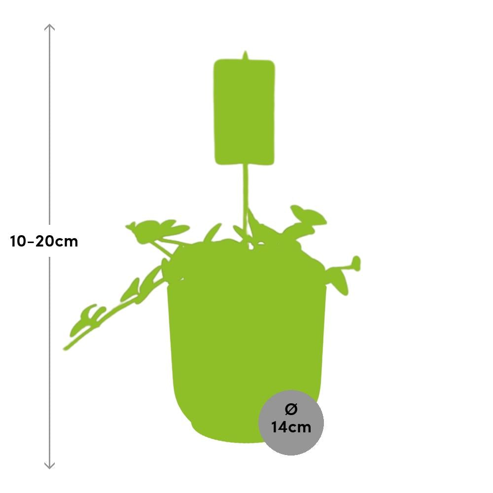 Peperomia ‘Hope’ – Pflegeleichte Zimmerpflanze im ELHO Vibes Fold Topf 14cm