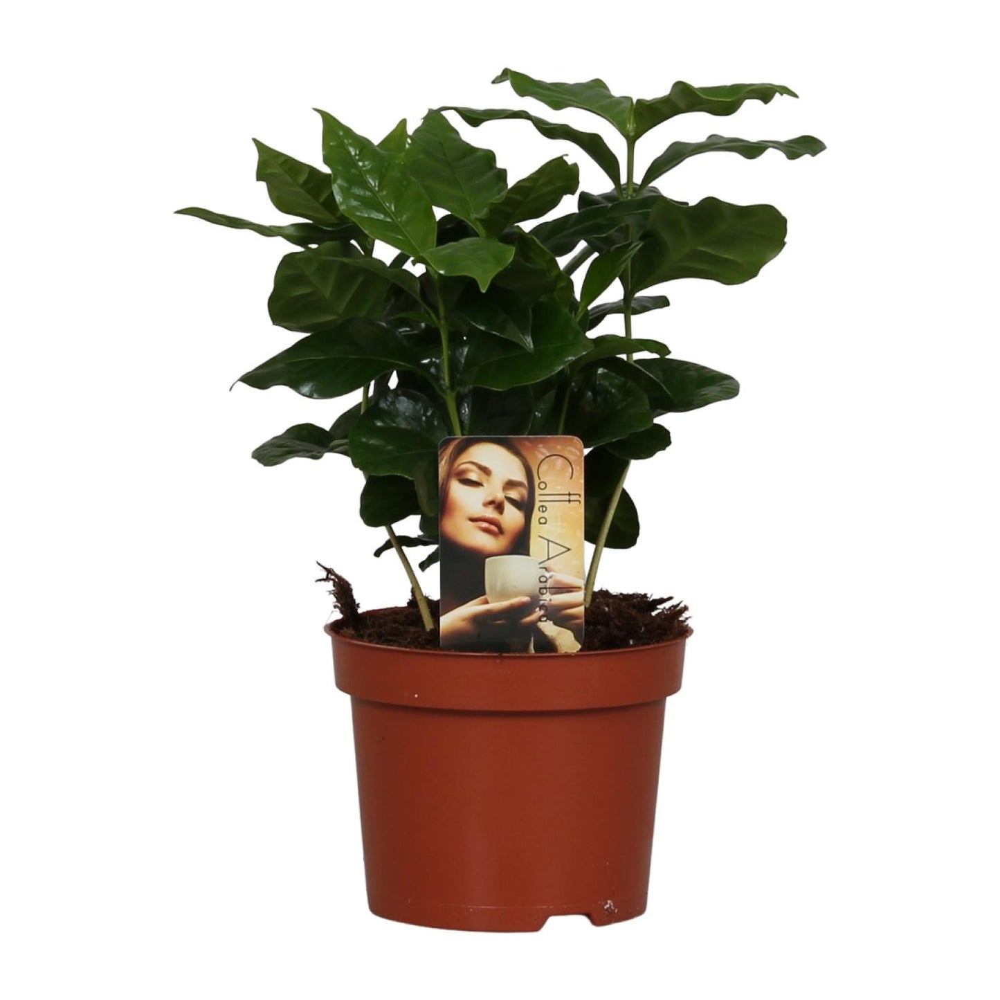 Coffea arabica – Aromatische Kaffeepflanze Ø12cm