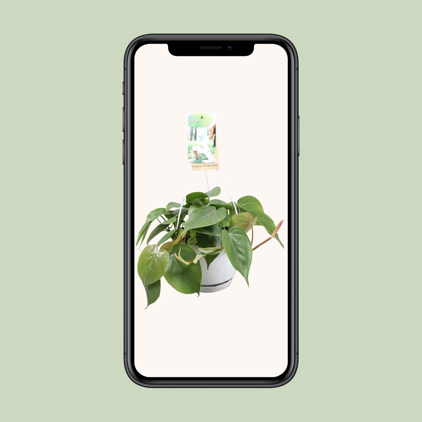 Philodendron Scandens – Pflegeleichte Zimmerpflanze Ø17cm
