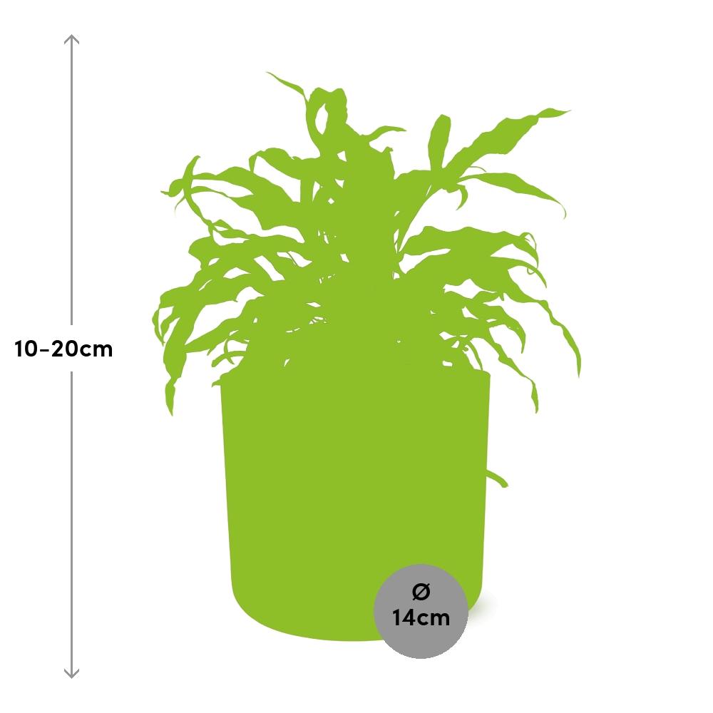Microsorum Diversifolium – Kängurufarn im ELHO b.for soft Rond 14cm