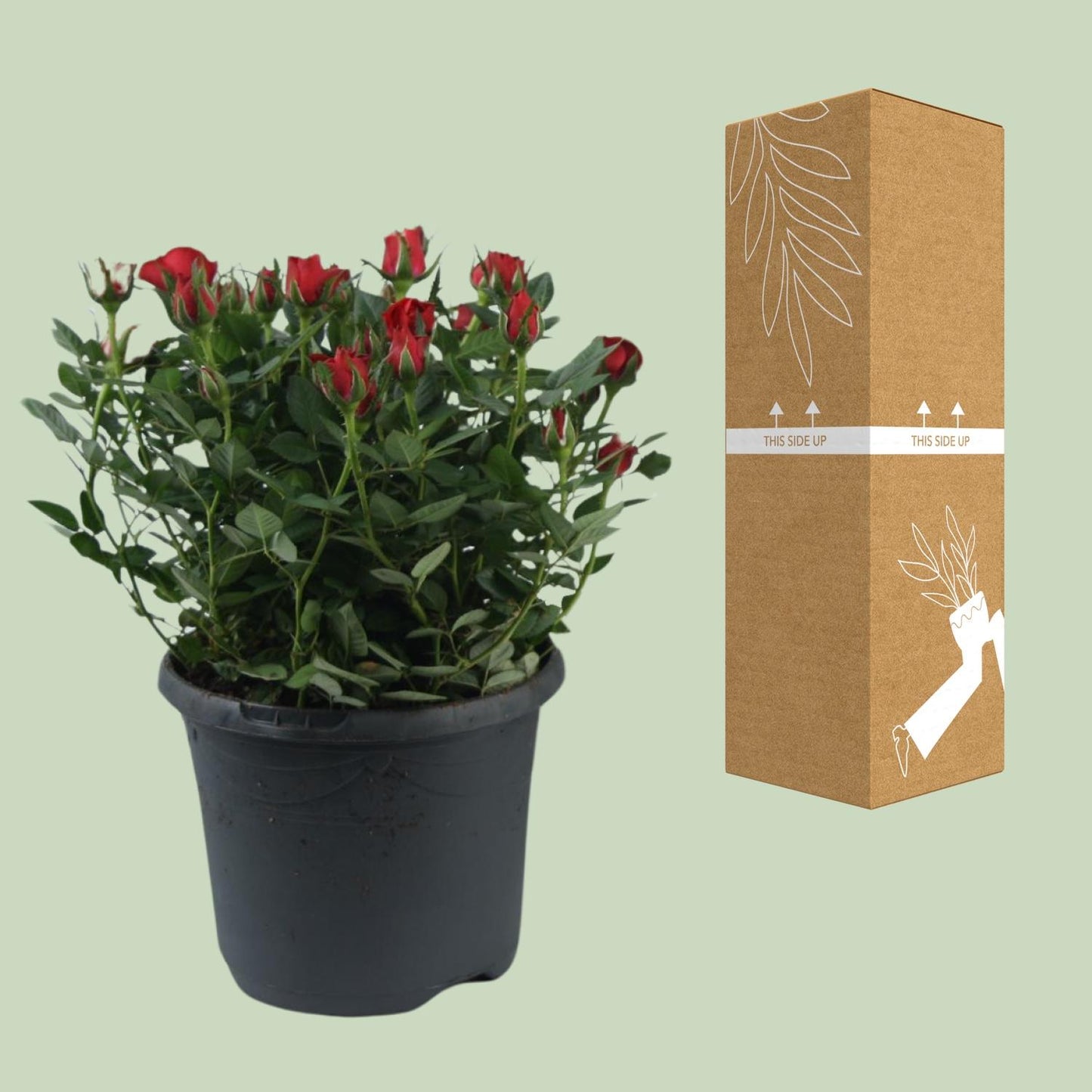 Rosa Jewel Patio Hot – Pflegeleichte Topfrose Ø17cm